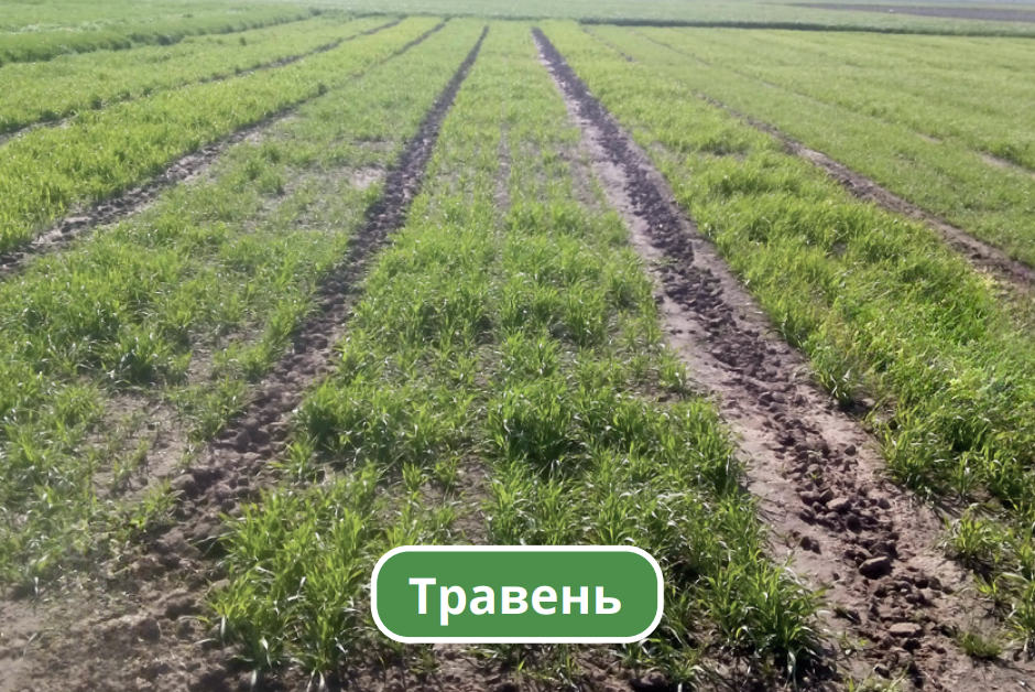 Травень